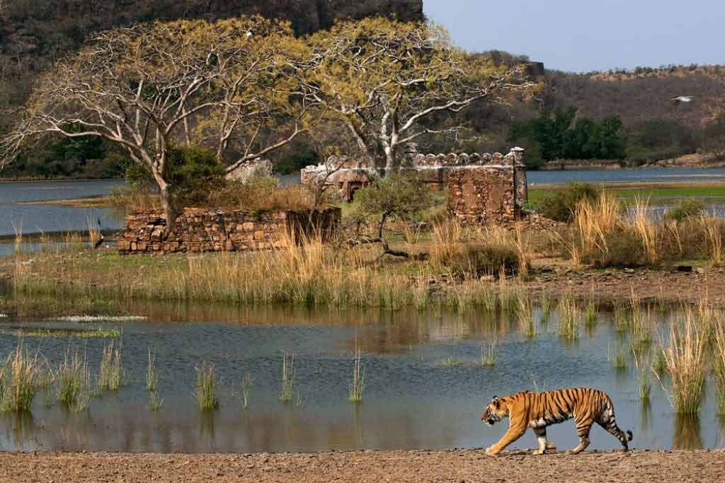 World Famous Wildlife Sanctuaries In Rajasthan Padharo Mhare Desh 