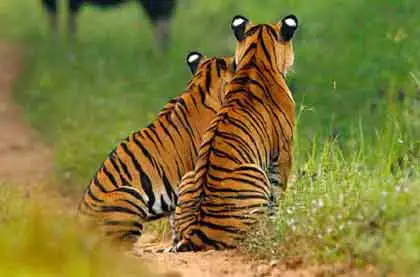 Delhi Wildlife Packages