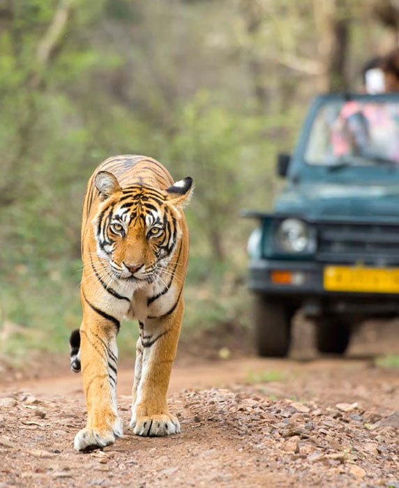 Tempo Traveller in Ranthambore Tour