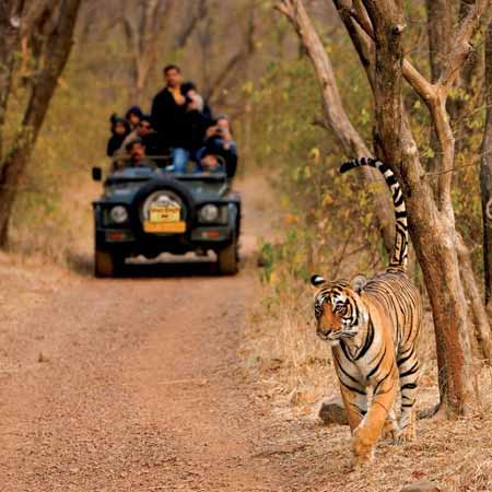 Ranthambore Weekend Tour Packages