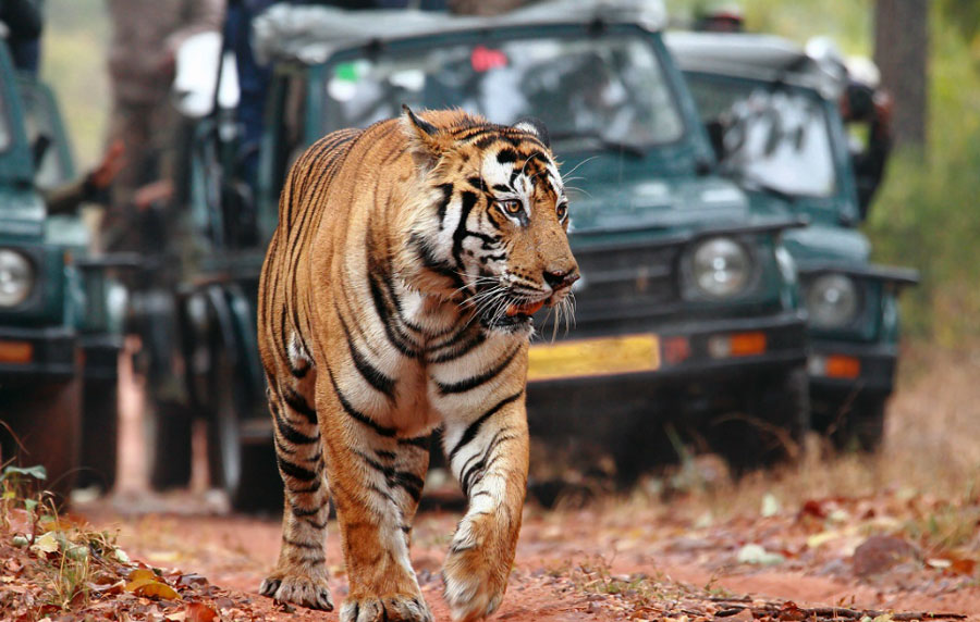 Tigri safari india