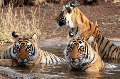 Pushkar Fair Taj Tiger