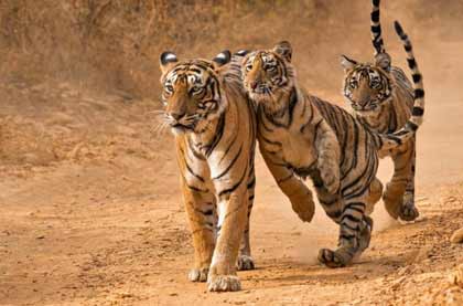 Udaipur Wildlife Tour Packages