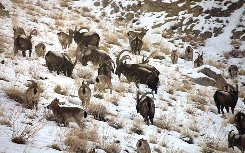 Wildlife Leh Ladakh