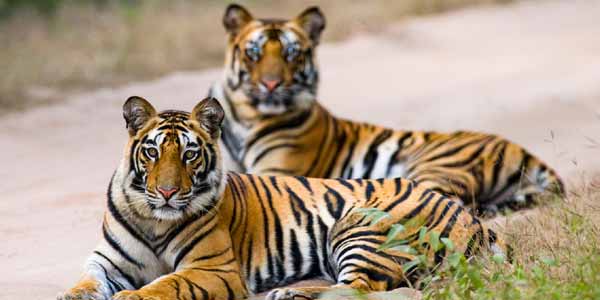 Bharatpur Wildlife Tiger Tour