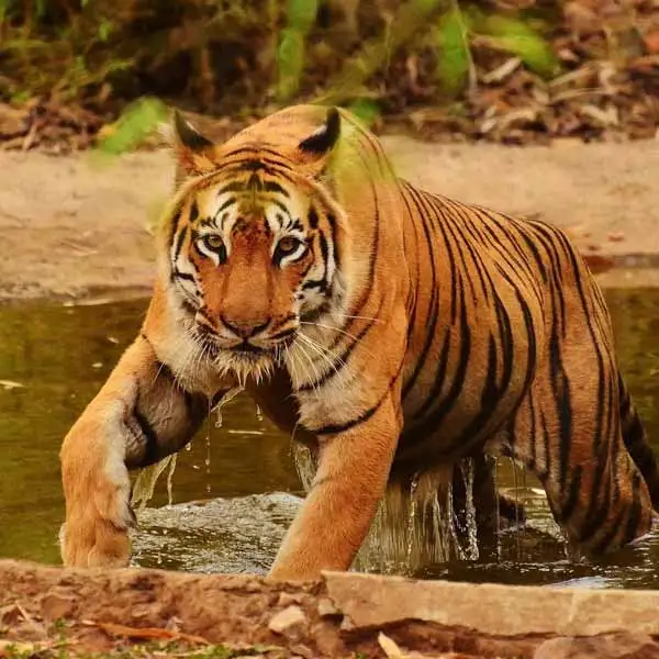 Golden Triangle tour with Wildlife tour package