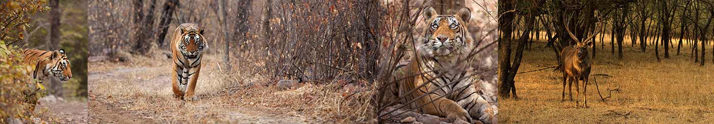 Ranthambore Monuments | Opening Closing Time, Entry fee, Entry tickets, Visiting timings