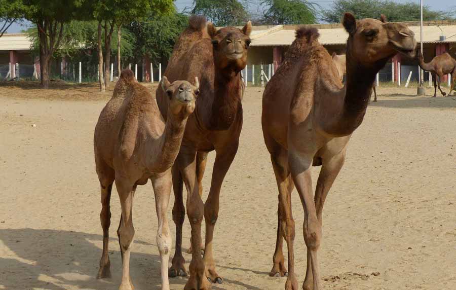 National Research Centre on Camel