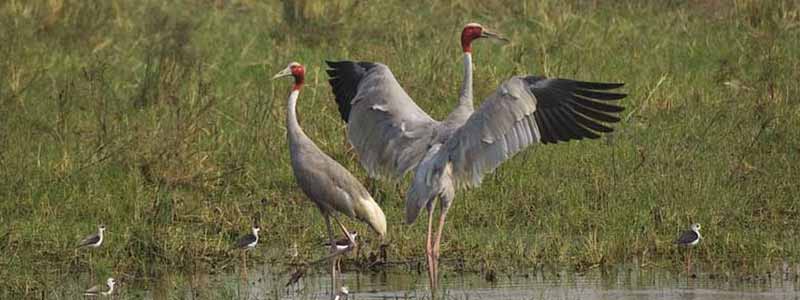 Keoladeo National Park