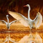 10 Best Bird Watching Destinations Rajasthan