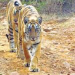 Todgarh Raoli Wildlife Sanctuary