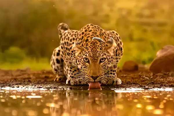 Top 5 Leopard Sanctuaries in Rajasthan