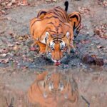 Top 6 Wildlife Destinations in Rajasthan