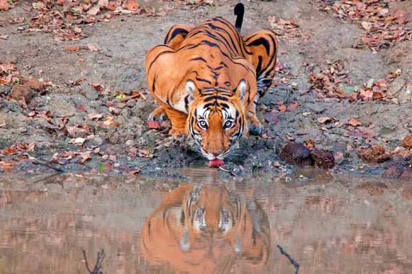 Top 6 Wildlife Destinations in Rajasthan