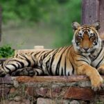 Wildlife Safari in Rajasthan