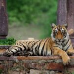 7 Best Jungle Safaris in Rajasthan