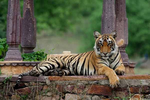 7 Best Jungle Safaris in Rajasthan