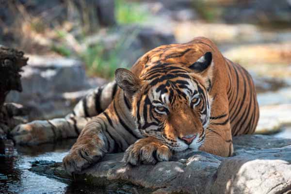 Jungle Safari in Sariska