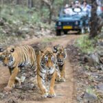 Gypsy Safari in Ranthambore