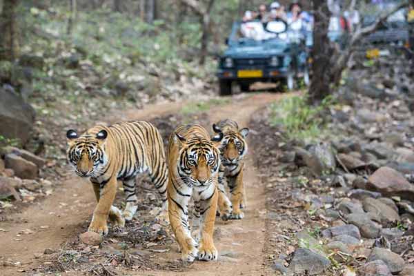 Gypsy Safari in Ranthambore