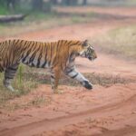 Popular Tourist Attractions in Bandhavgarh