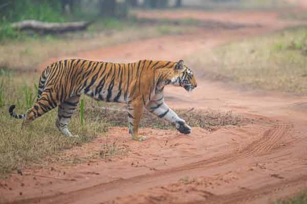 Popular Tourist Attractions in Bandhavgarh