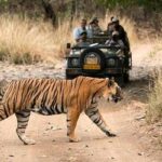 Top 10 Reasons to Visit Ranthambhore