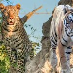 Top 2 Wildlife Sanctuaries in Jaipur