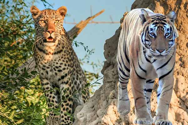 Top 2 Wildlife Sanctuaries in Jaipur