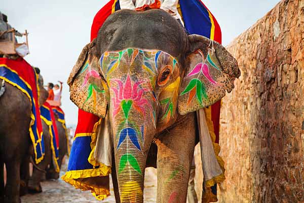 Elefanjoy Elephant Sanctuary Jaipur