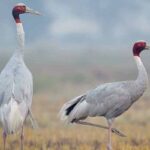 Soor Sarovar Bird Sanctuary