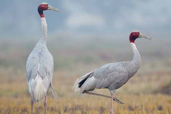 Soor Sarovar Bird Sanctuary