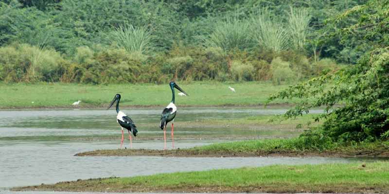 Soor Sarovar Bird Sanctuary