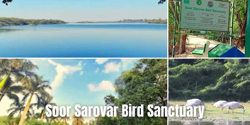 Soor Sarovar Bird Sanctuary