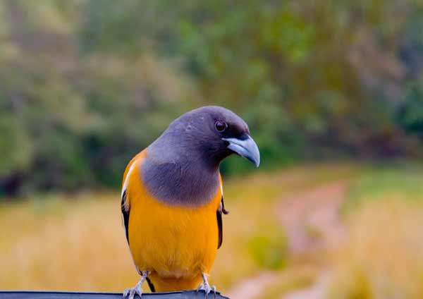 Bird Watching in Ranthambore