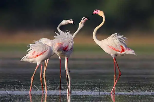 Golden Triangle Tour with Bird Watching