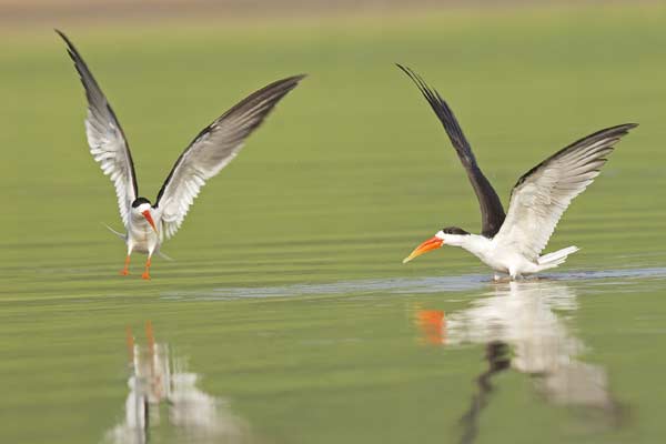 Bird Watching at Chambal River