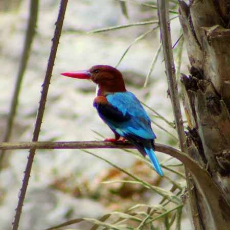 Birdwatching Ranthambore