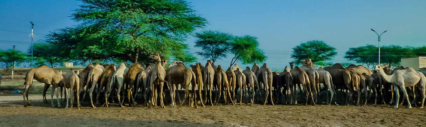 National Research Camel Breeding Farm Bikaner Timings, Entry Fees, Location, Facts, History, Architecture & Visiting Time
