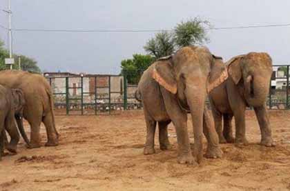 Hathi Gaon in Jaipur