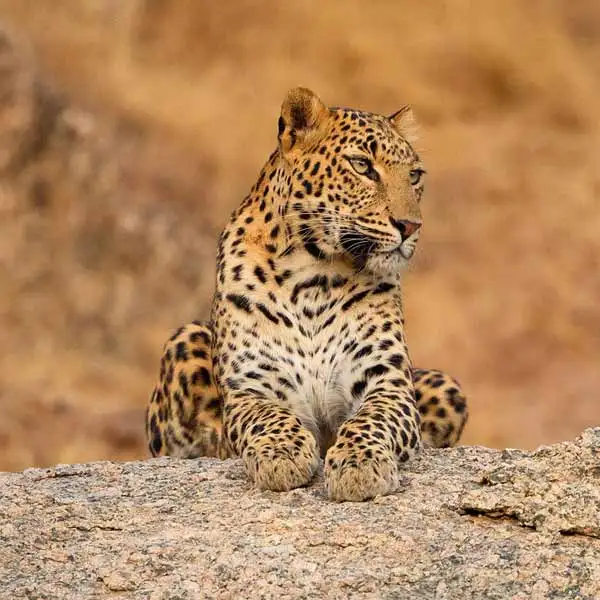 jawai bandh leopard