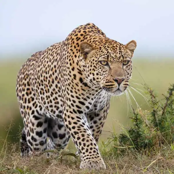 Jhalana Leopard Safari Tour