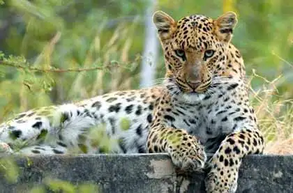 Jhalana leopard safari park
