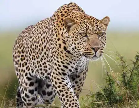 Leopard Safaris