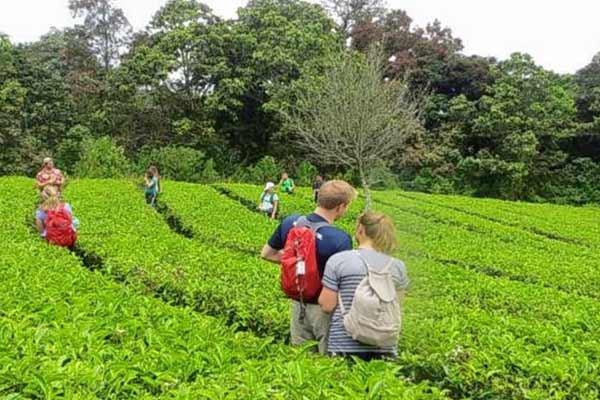 Munnar Family Tour Package