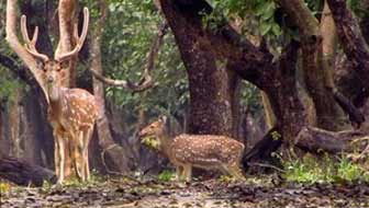 Nagarhole