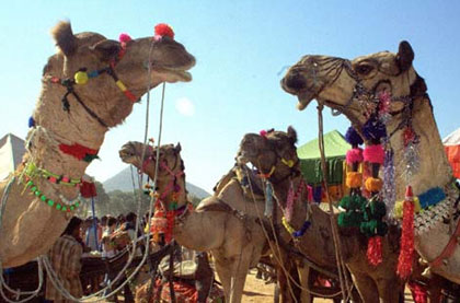 Camel Trading