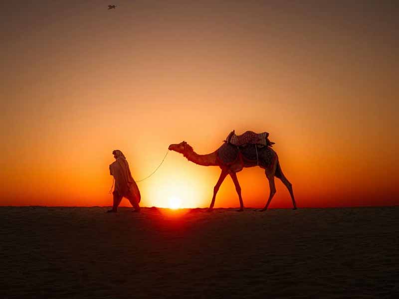 Rajasthan Safari Tours Packages