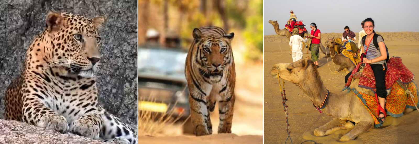 Rajasthan Safari Tours