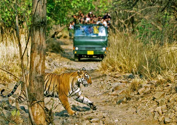 Ranthambore Jungle Safari